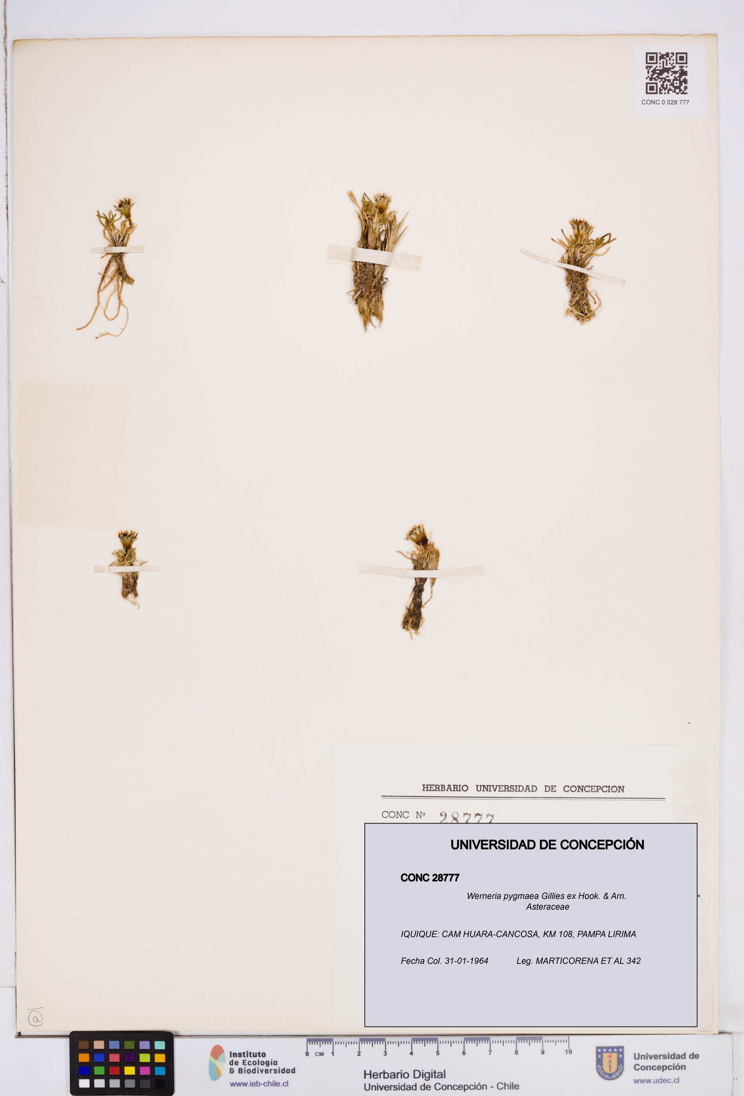 Werneria pygmaea [Espécimen: ]