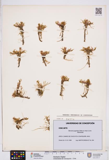 Werneria pygmaea [Espécimen: ]