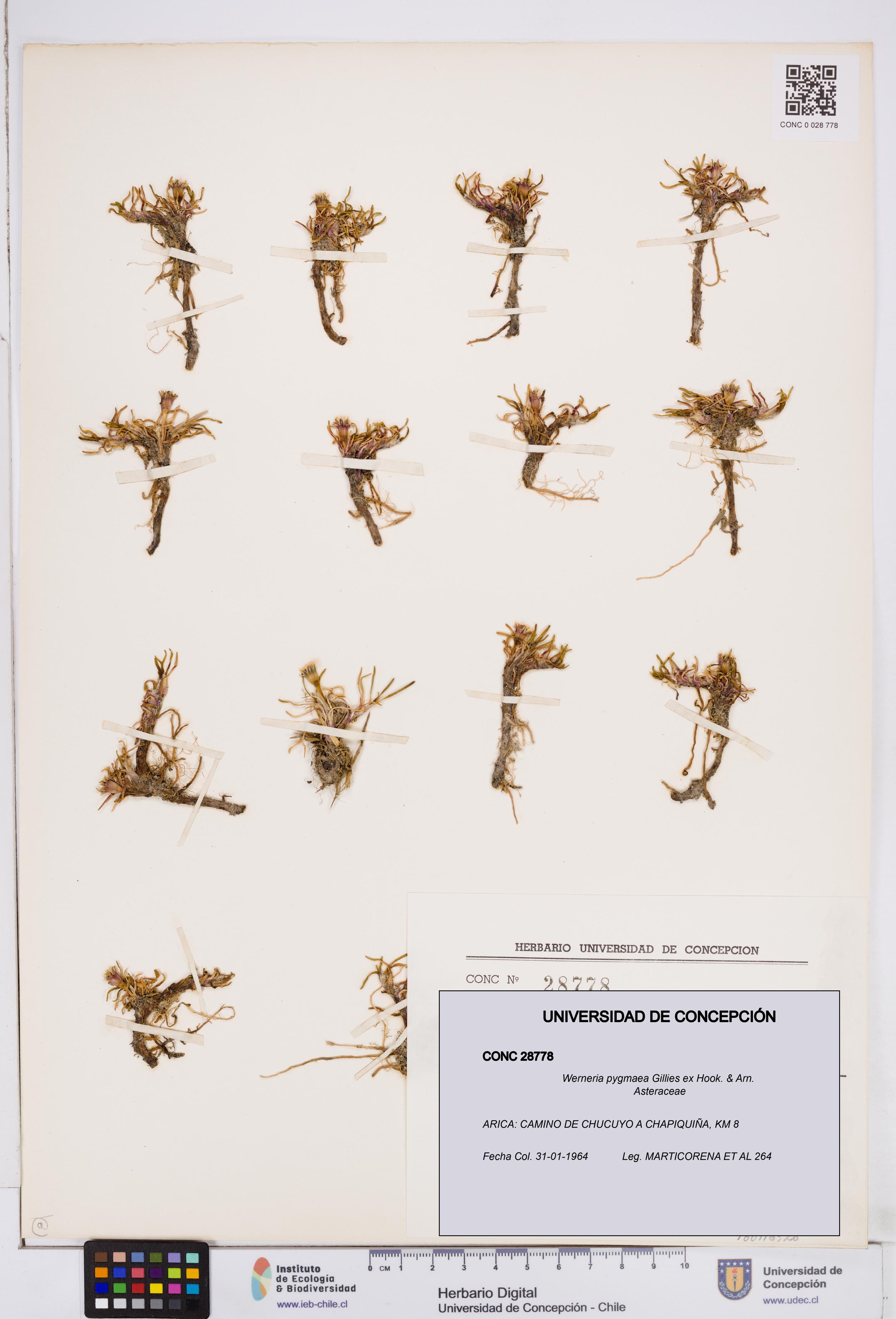 Werneria pygmaea [Espécimen: ]