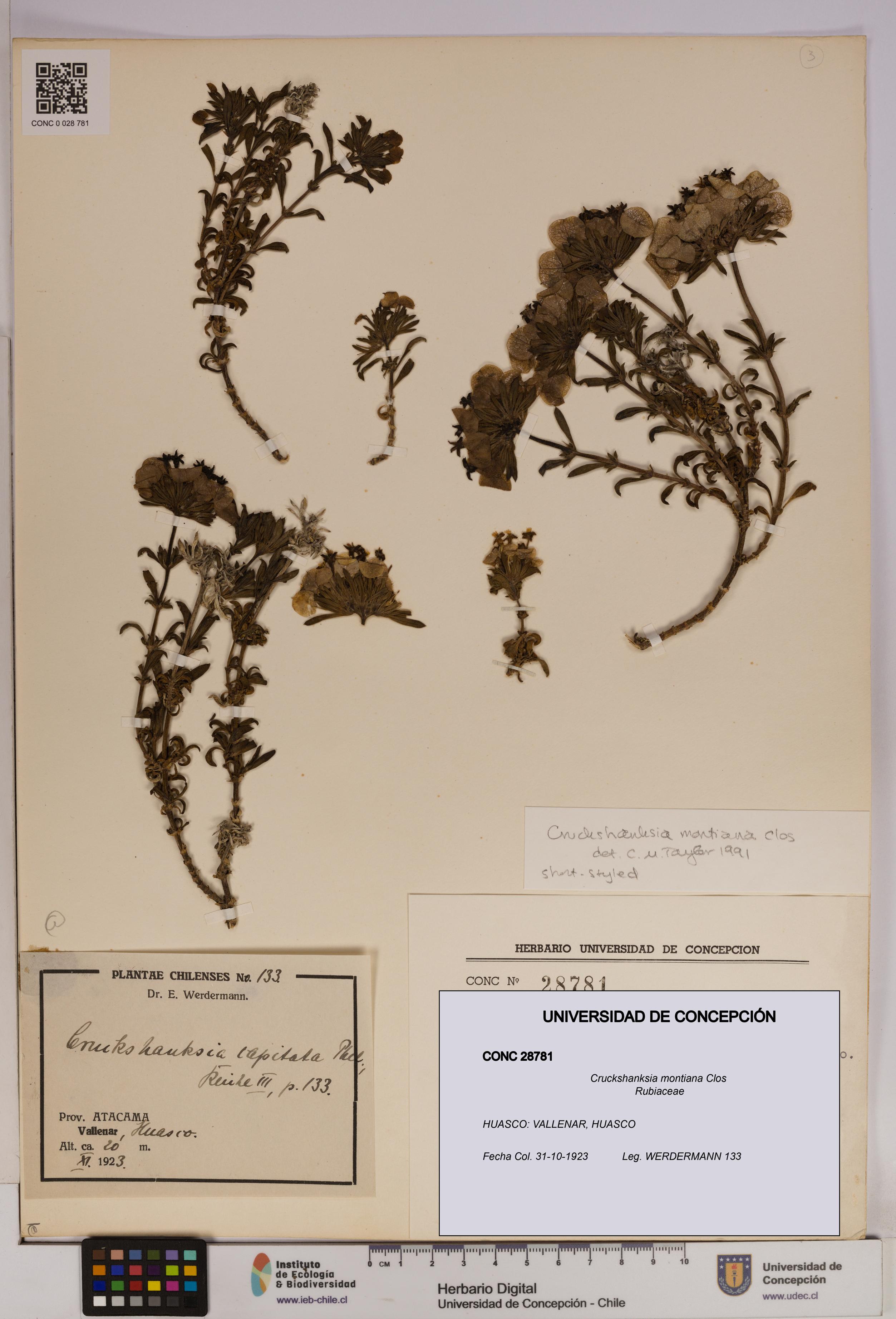 Cruckshanksia montiana [Espécimen: UDEC:CONC:0028781]