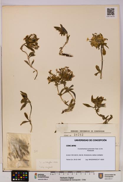 Cruckshanksia hymenodon [Espécimen: UDEC:CONC:0028782]