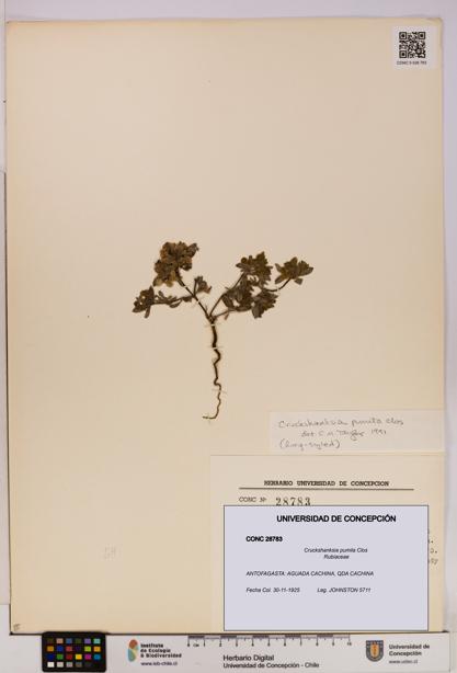 Cruckshanksia pumila [Espécimen: UDEC:CONC:0028783]