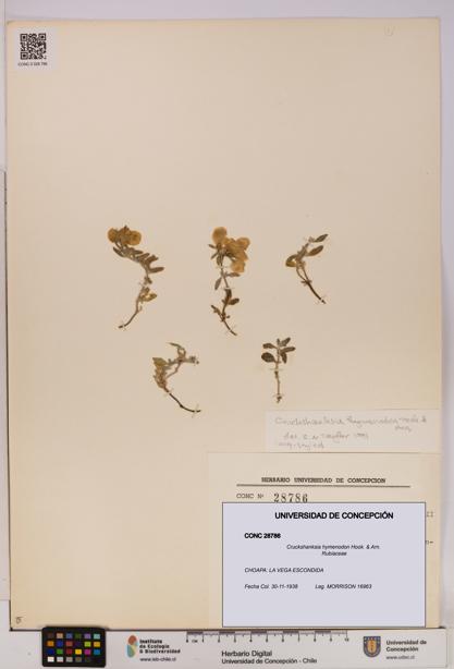 Cruckshanksia hymenodon [Espécimen: UDEC:CONC:0028786]