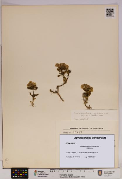 Cruckshanksia montiana [Espécimen: UDEC:CONC:0028787]