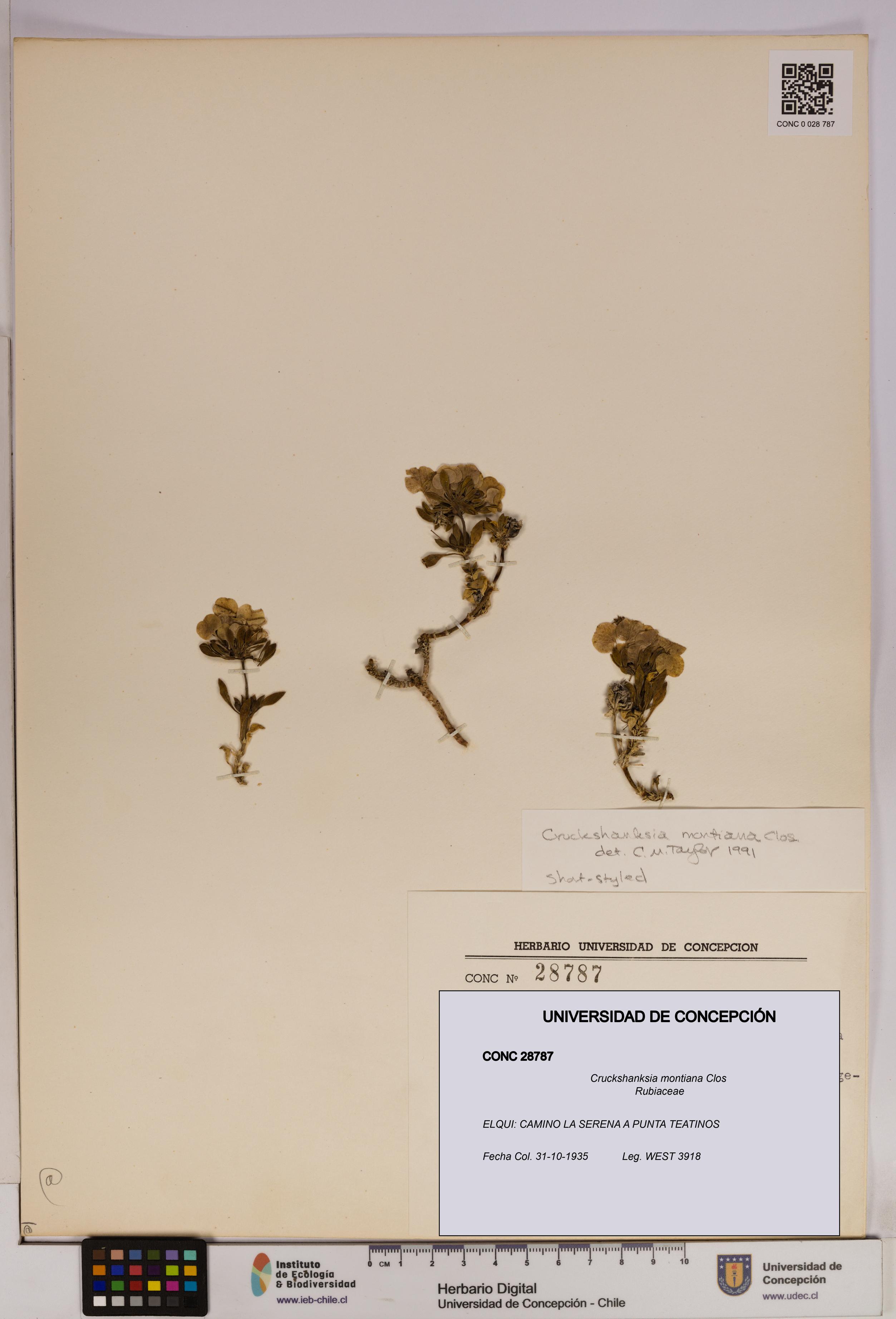 Cruckshanksia montiana [Espécimen: UDEC:CONC:0028787]