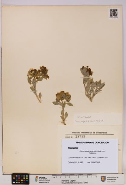 Cruckshanksia hymenodon [Espécimen: UDEC:CONC:0028788]