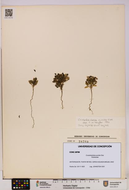 Cruckshanksia pumila [Espécimen: UDEC:CONC:0028789]