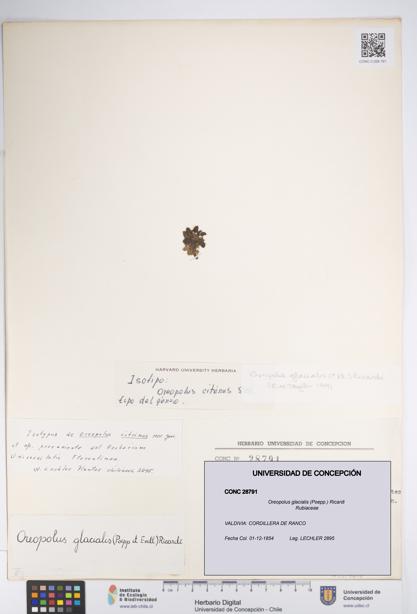 UDEC:CONC:0028791