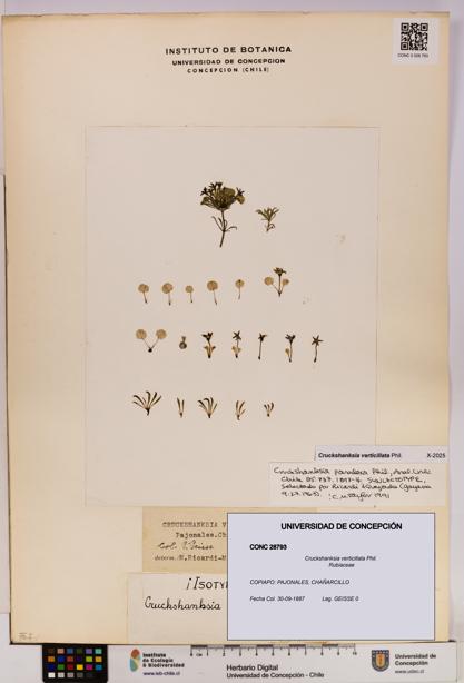 Cruckshanksia verticillata [Espécimen: UDEC:CONC:0028793]