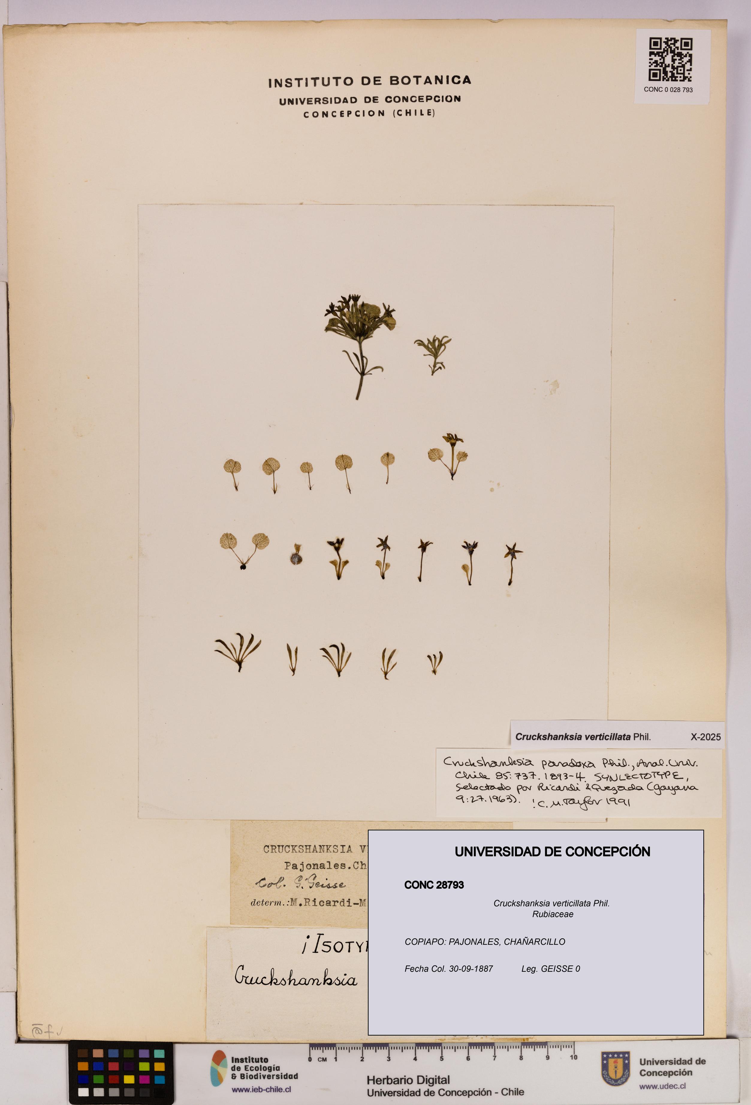 Cruckshanksia verticillata [Espécimen: UDEC:CONC:0028793]