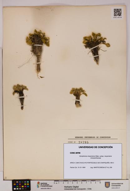 Gomphrena meyeniana subsp. meyeniana [Espécimen: UDEC:CONC:0028795]