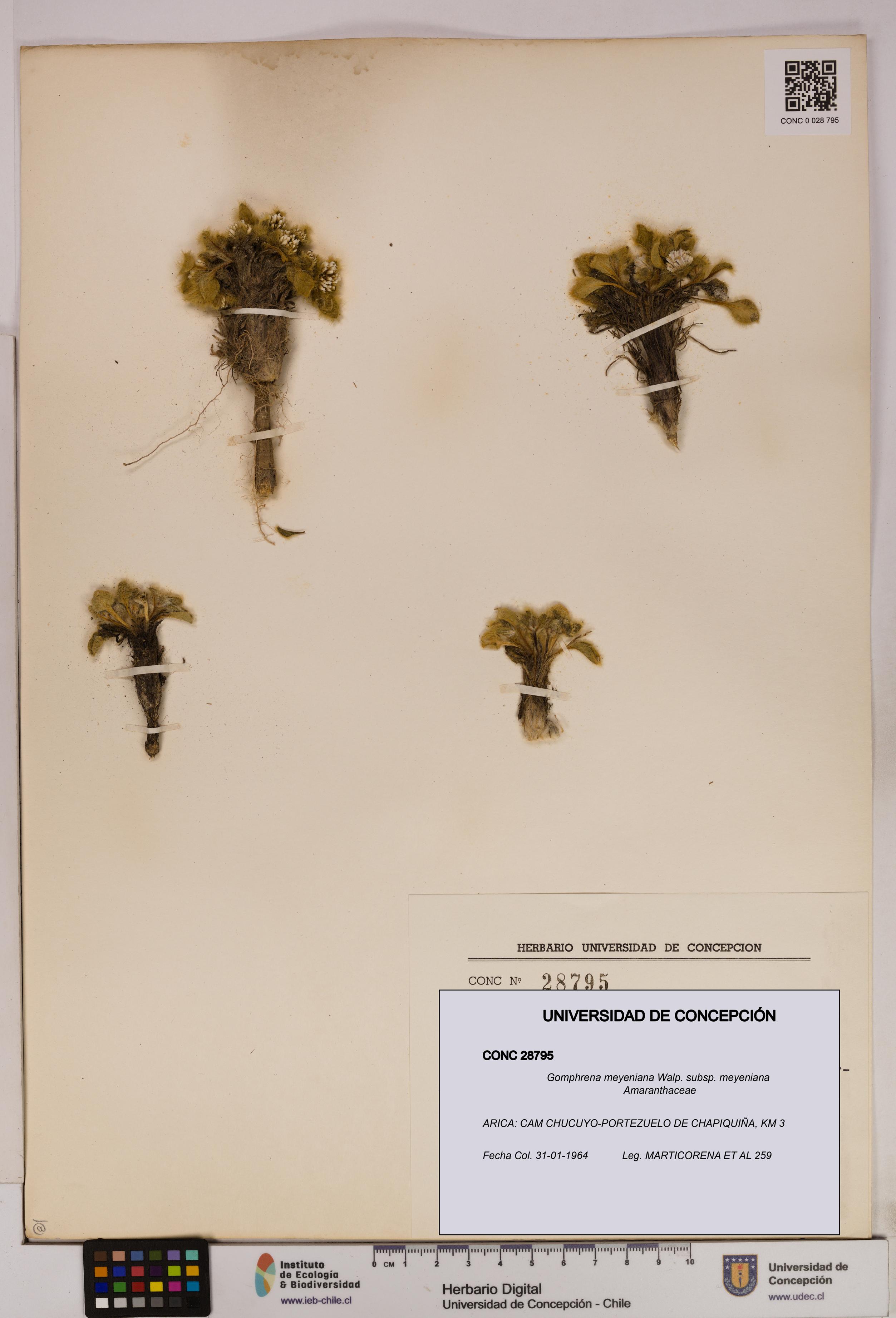 Gomphrena meyeniana subsp. meyeniana [Espécimen: UDEC:CONC:0028795]