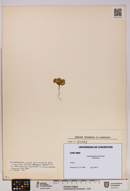 Cruckshanksia pumila [Espécimen: UDEC:CONC:0028802]