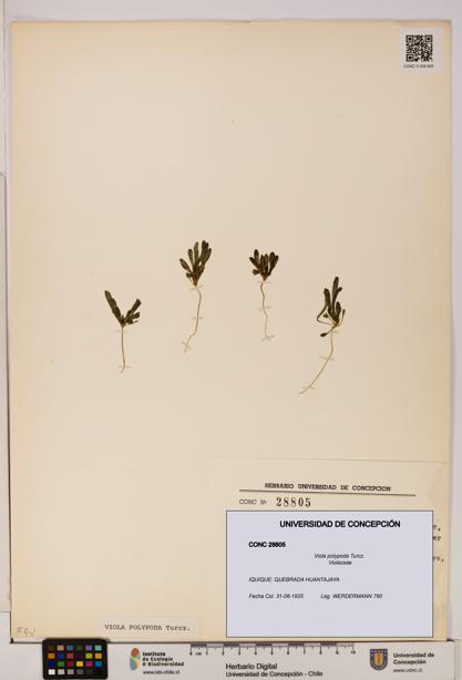 Viola polypoda [Espécimen: UDEC:CONC:0028805]