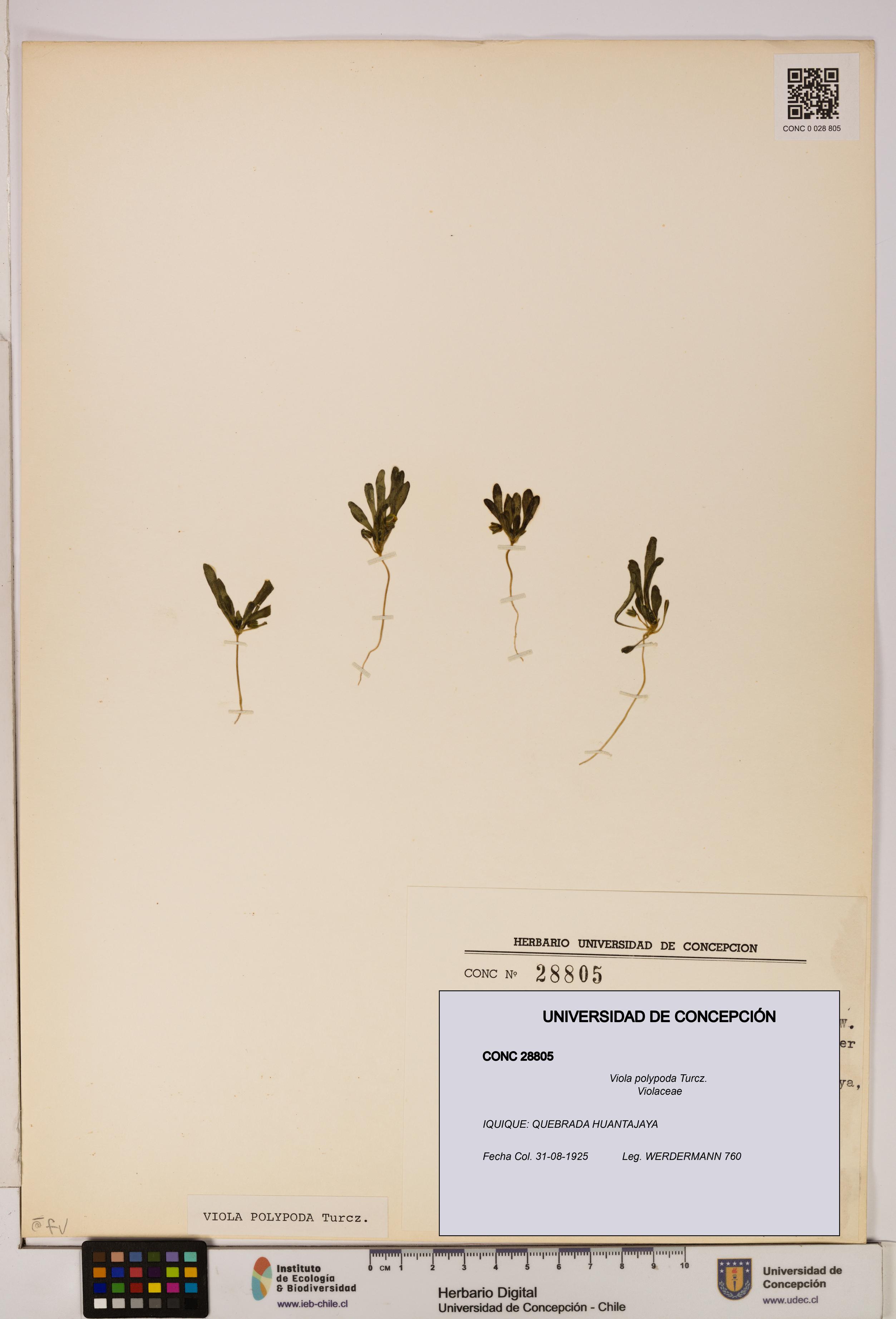 Viola polypoda [Espécimen: UDEC:CONC:0028805]