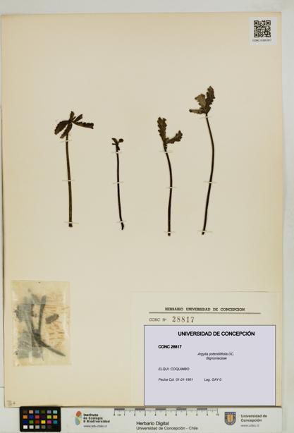 Argylia potentillifolia [Espécimen: UDEC:CONC:0028817]