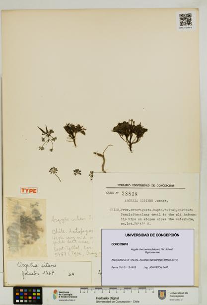 Argylia checoensis [Espécimen: UDEC:CONC:0028818]