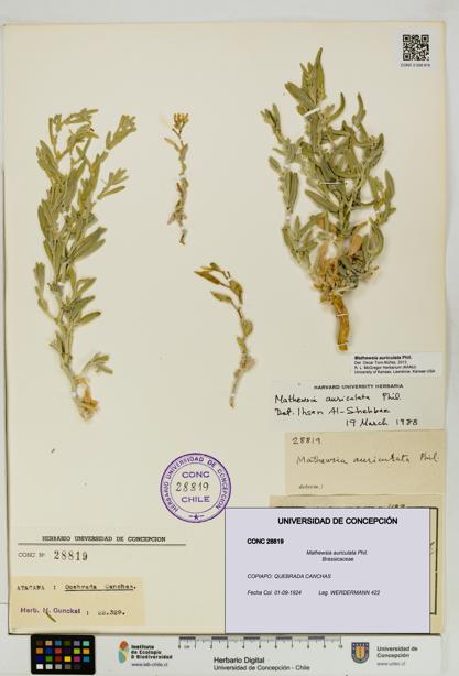 Mathewsia auriculata [Espécimen: UDEC:CONC:0028819]