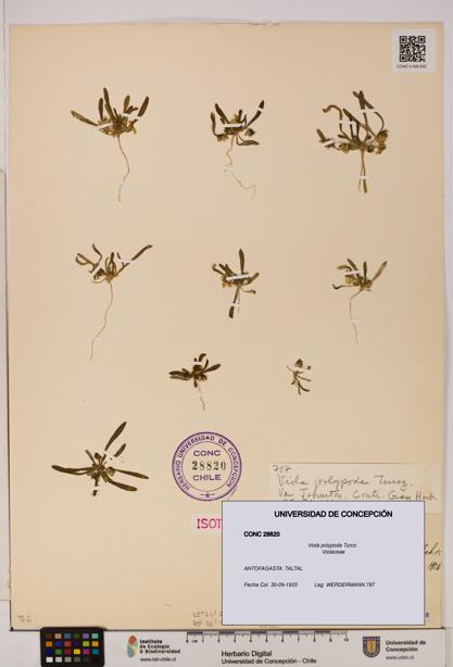 Viola polypoda [Espécimen: UDEC:CONC:0028820]