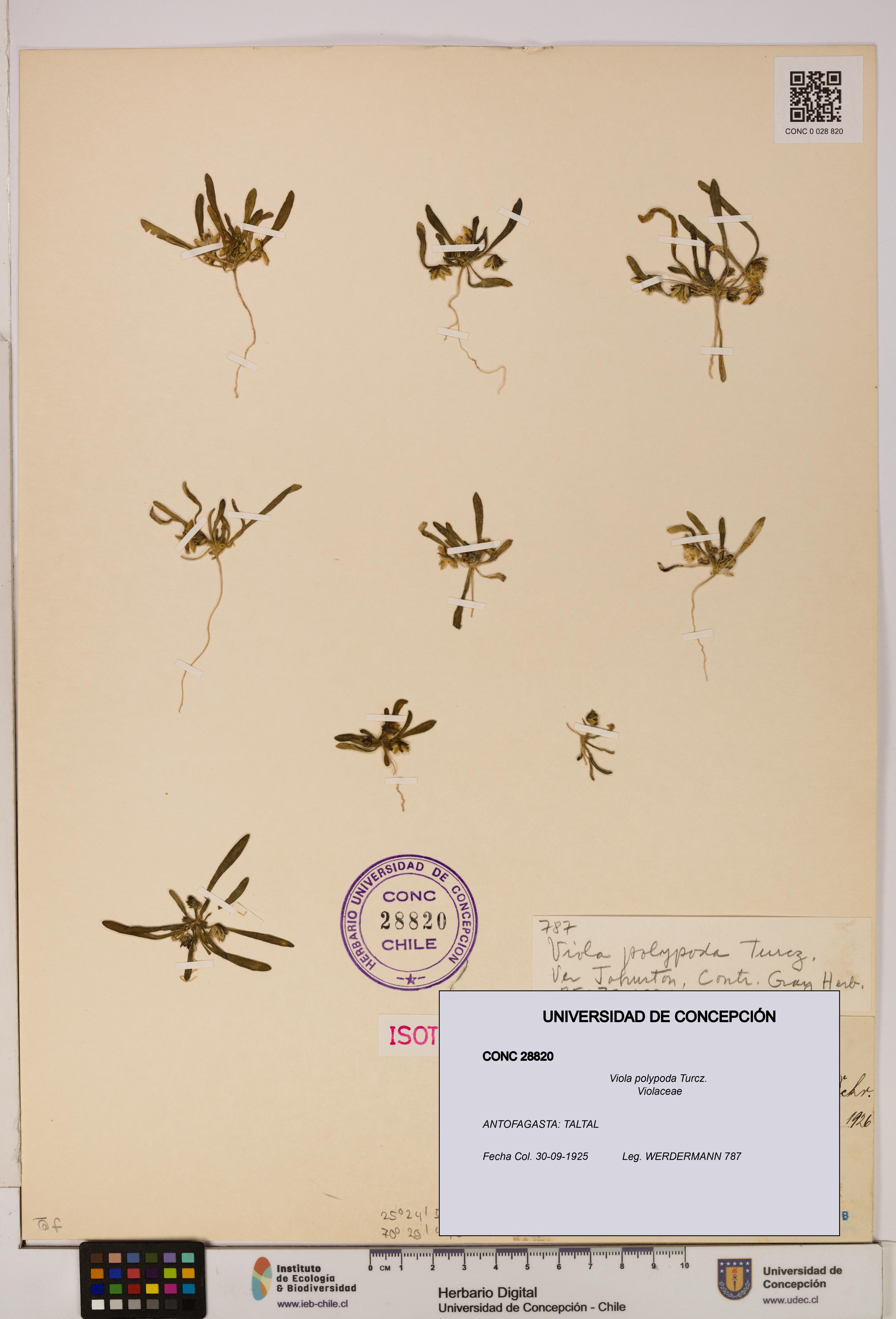 Viola polypoda [Espécimen: UDEC:CONC:0028820]