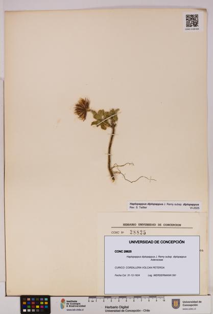Haplopappus diplopappus subsp. diplopappus [Espécimen: UDEC:CONC:0028825]