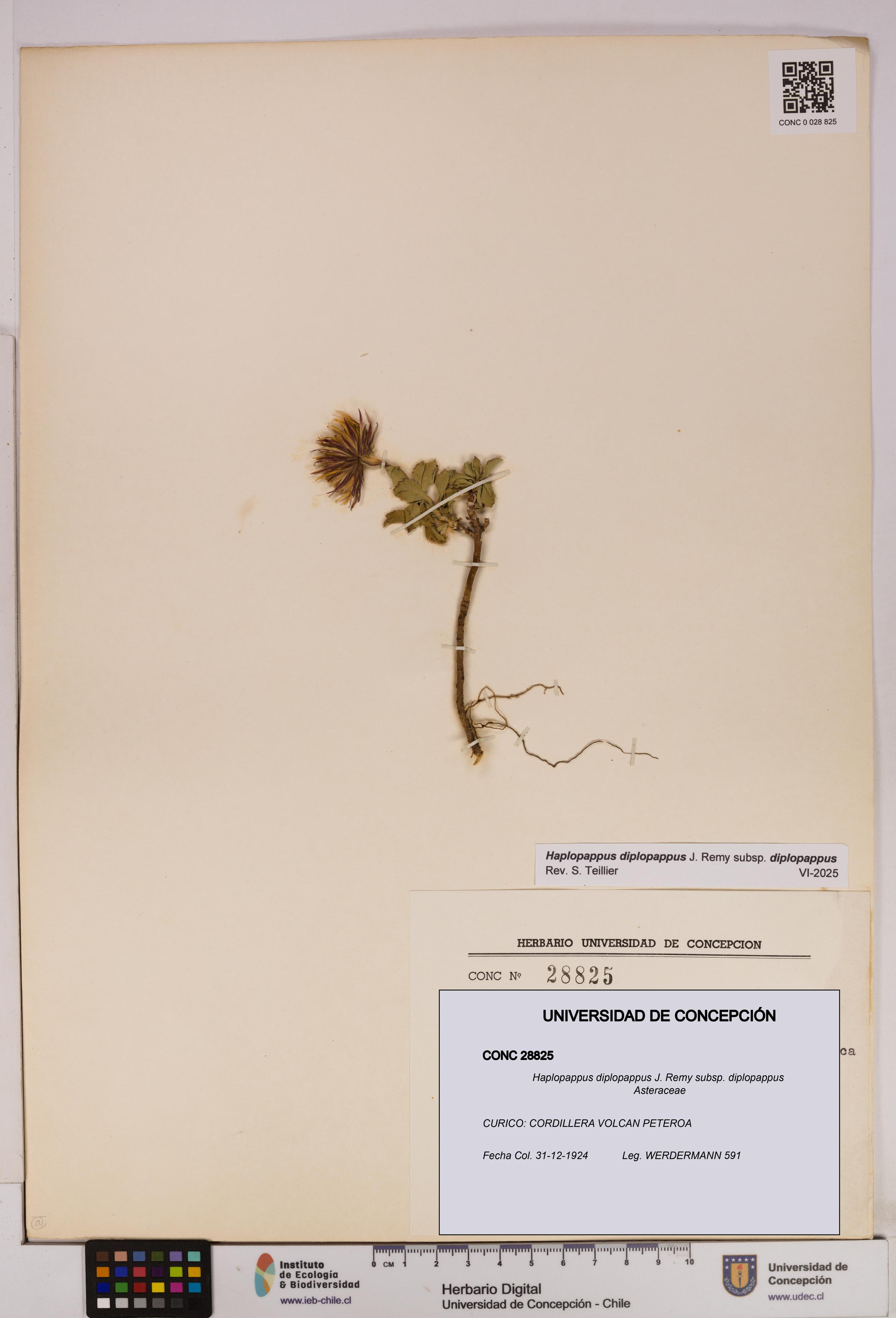 Haplopappus diplopappus subsp. diplopappus [Espécimen: UDEC:CONC:0028825]