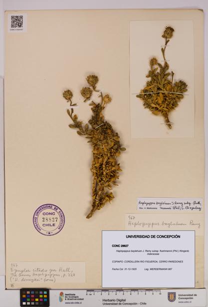 Haplopappus baylahuen subsp. fluehmannii [Espécimen: UDEC:CONC:0028827]