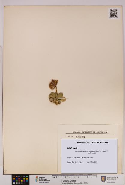 Haplopappus macrocephalus [Espécimen: UDEC:CONC:0028829]