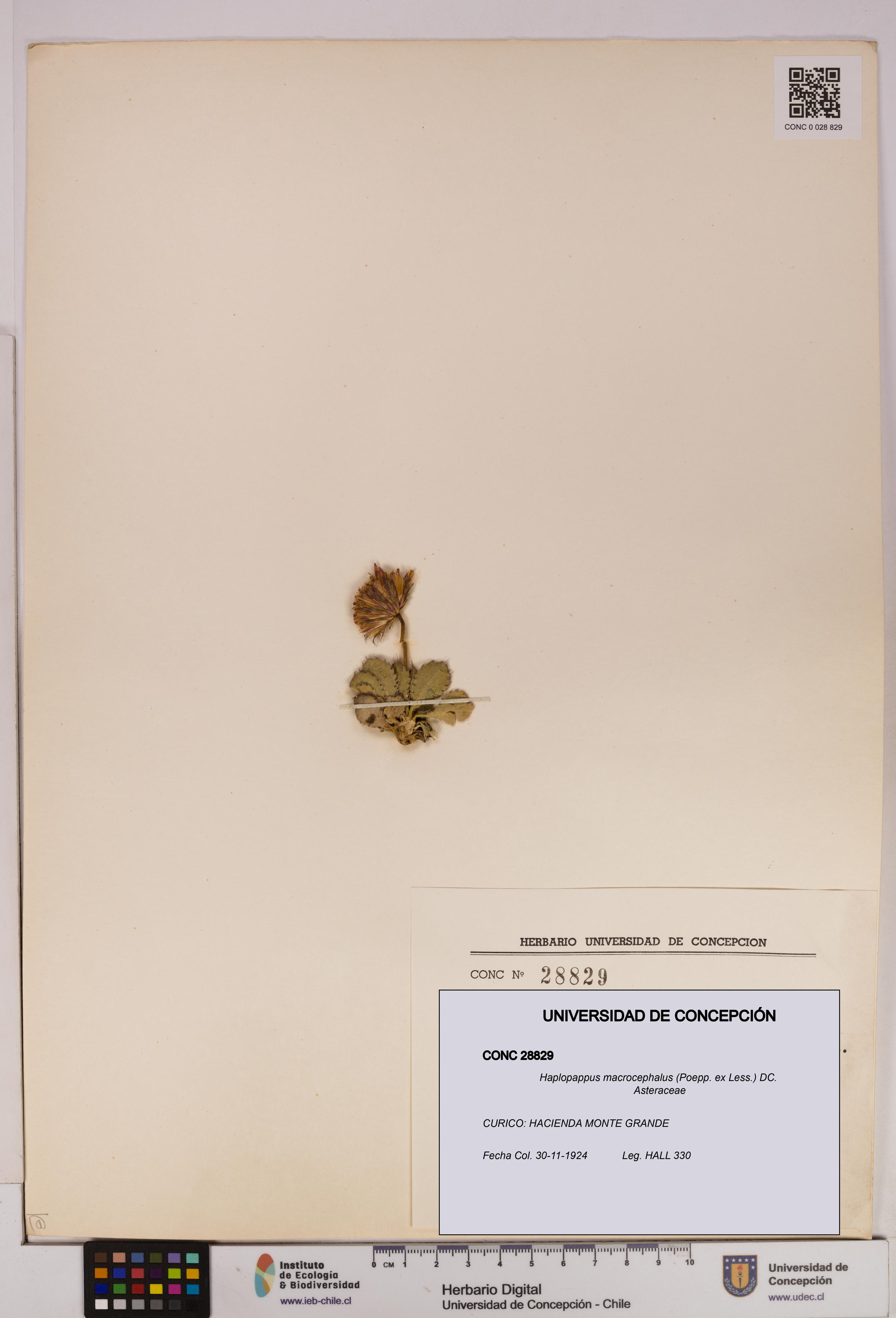 Haplopappus macrocephalus [Espécimen: UDEC:CONC:0028829]