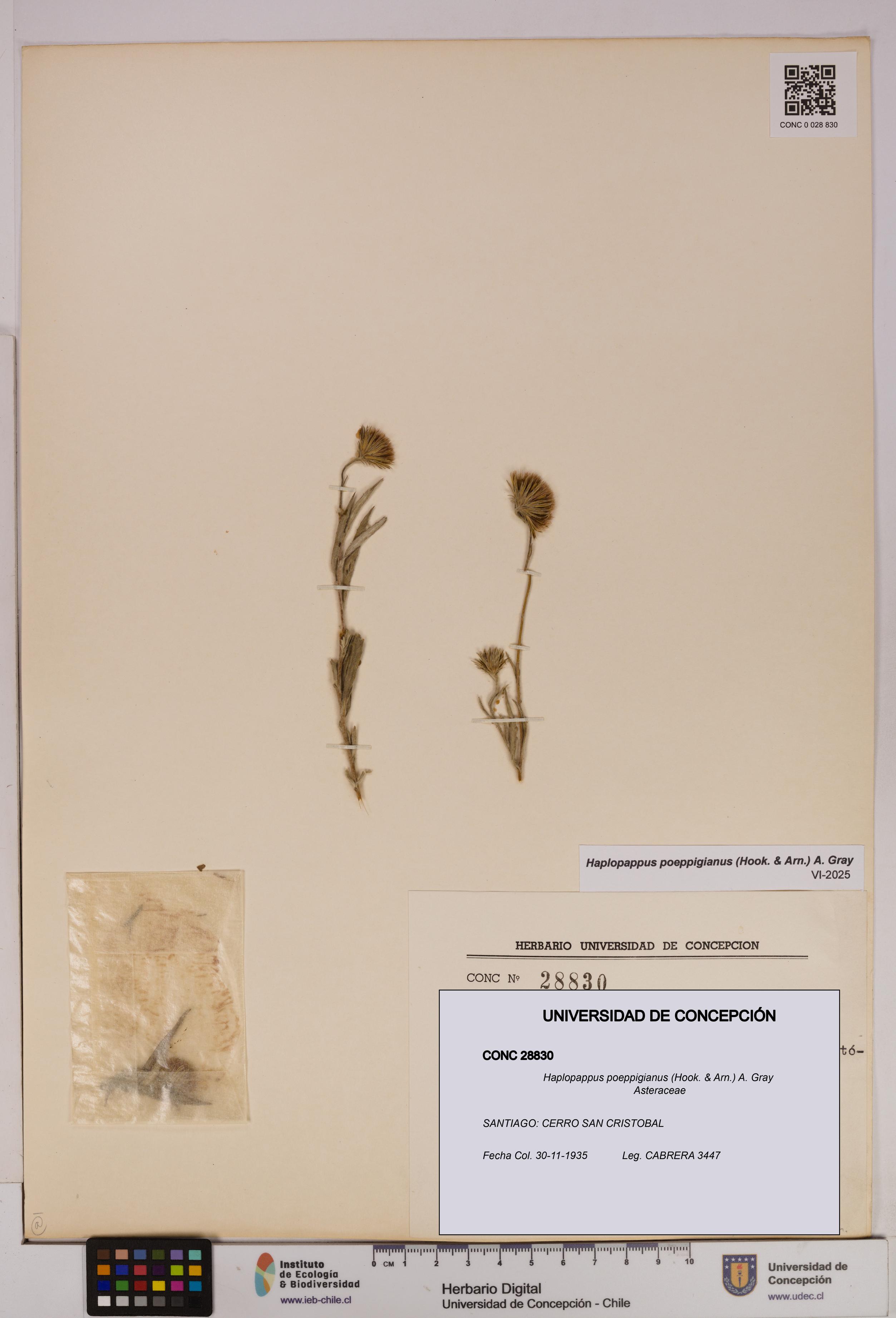 Haplopappus poeppigianus [Espécimen: UDEC:CONC:0028830]