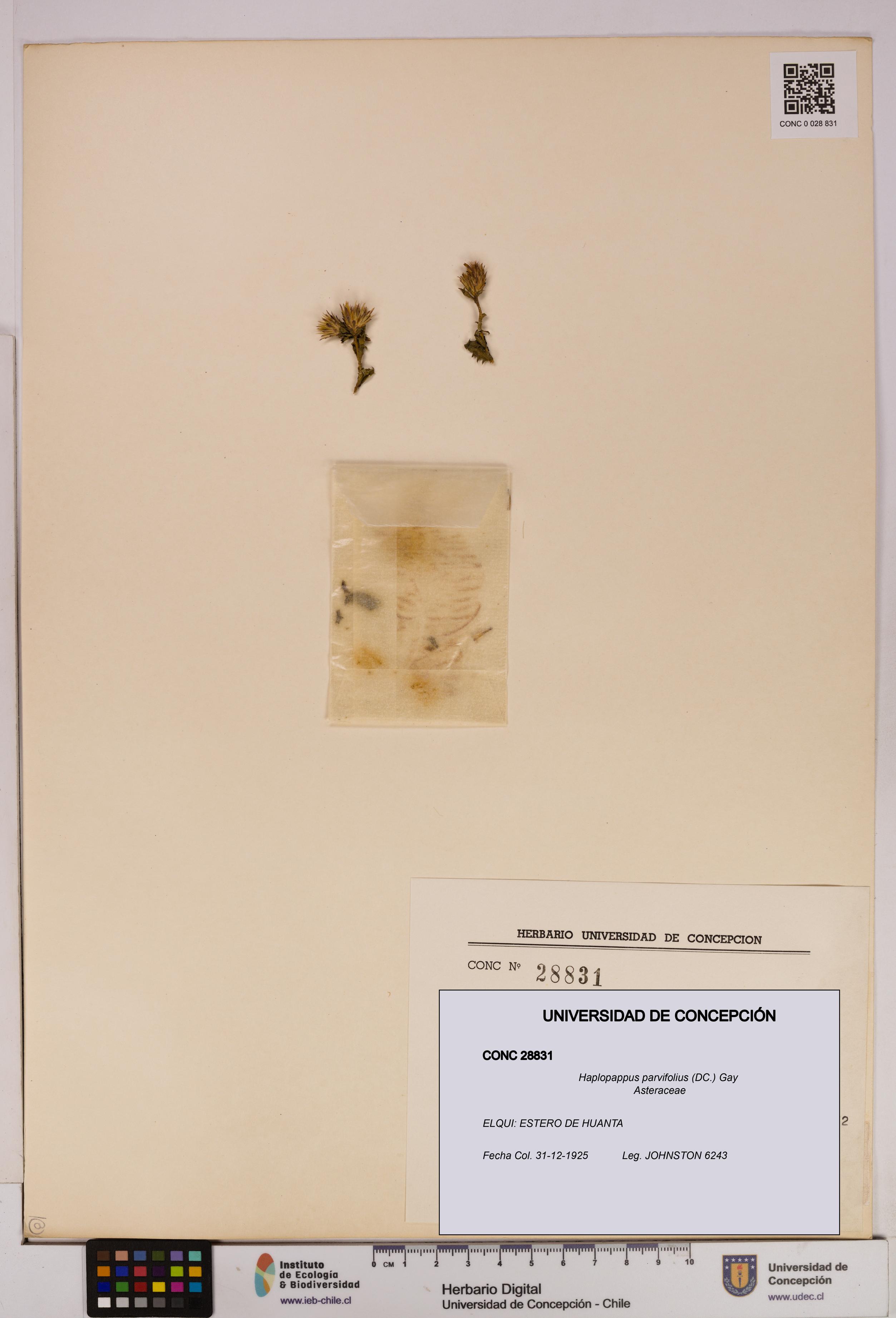 Haplopappus parvifolius [Espécimen: UDEC:CONC:0028831]