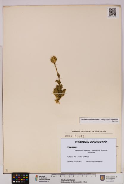 Haplopappus baylahuen subsp. baylahuen [Espécimen: UDEC:CONC:0028832]
