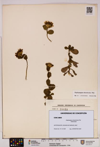 Haplopappus deserticola [Espécimen: UDEC:CONC:0028833]
