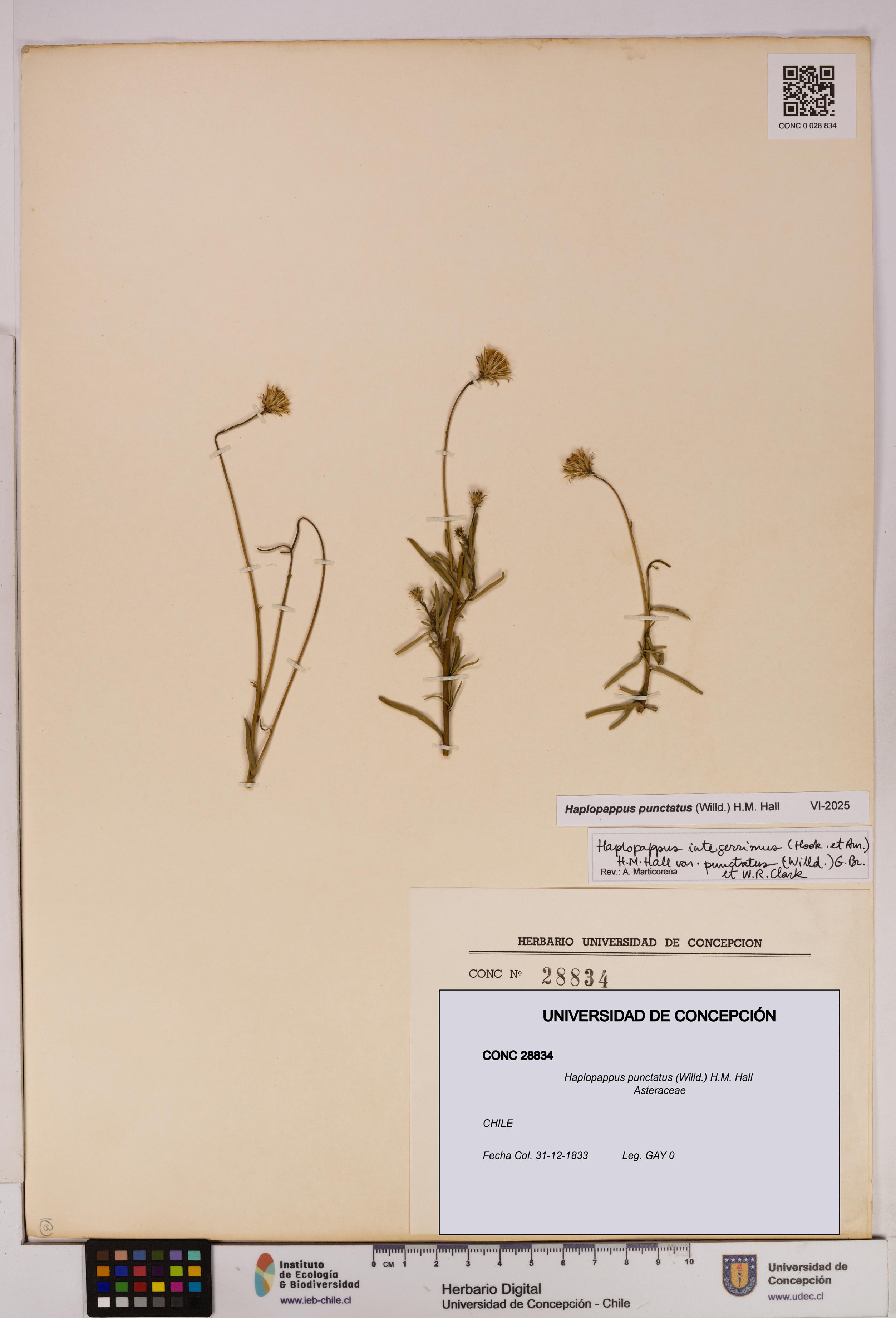 Haplopappus punctatus [Espécimen: UDEC:CONC:0028834]