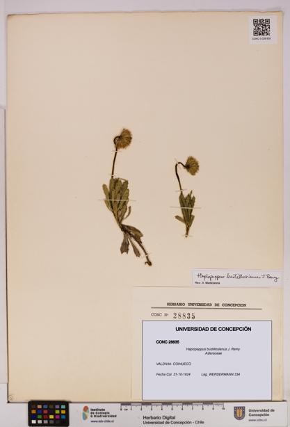 Haplopappus bustillosianus [Espécimen: UDEC:CONC:0028835]