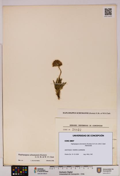 Haplopappus schumannii [Espécimen: UDEC:CONC:0028837]