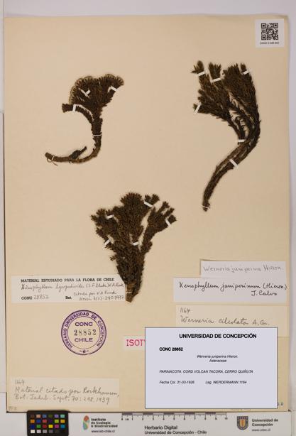 Werneria juniperina [Espécimen: UDEC:CONC:0028852]