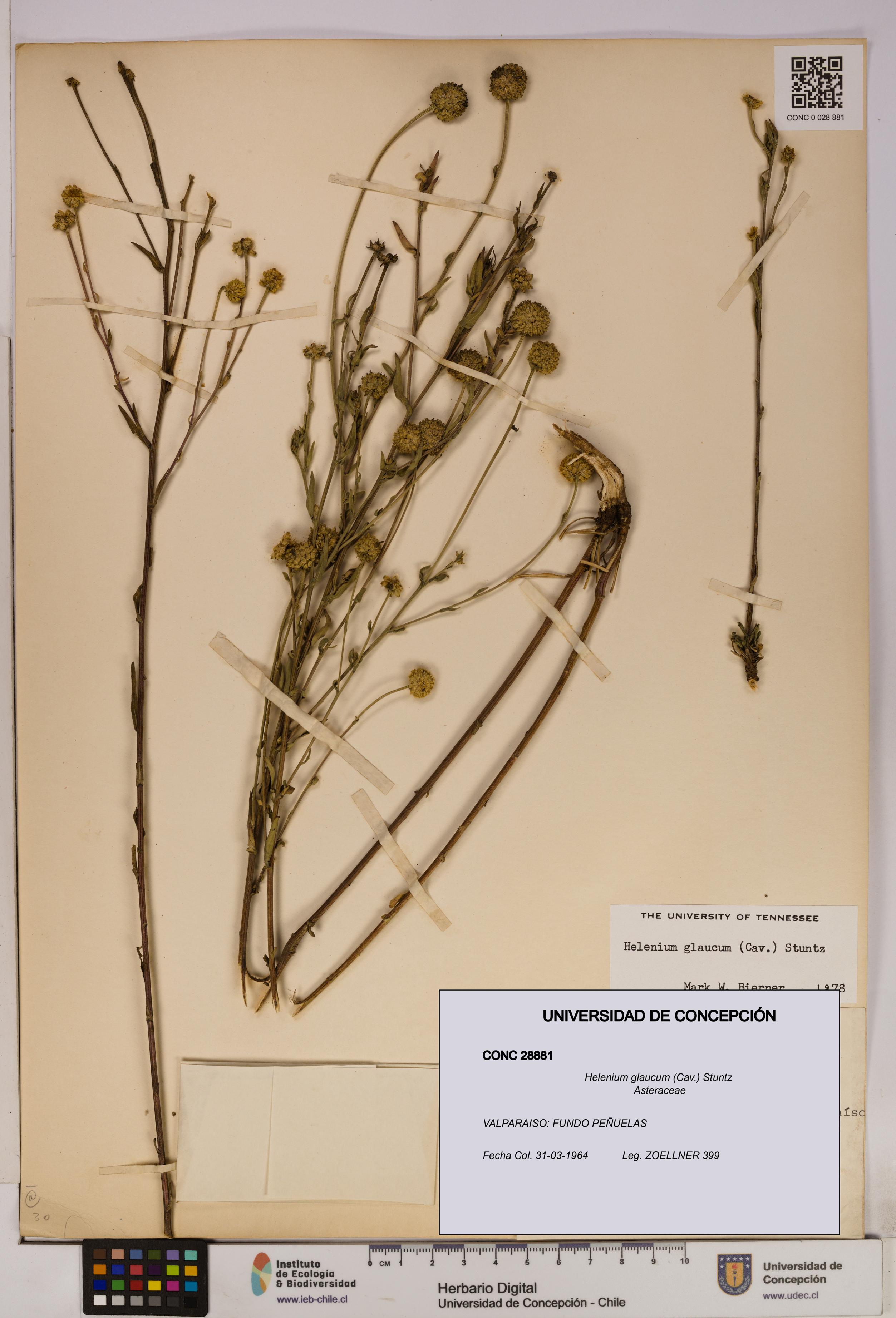 Helenium glaucum [Espécimen: UDEC:CONC:0028881]