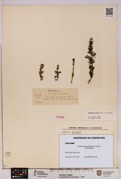 Frankenia salina [Espécimen: UDEC:CONC:0028897]