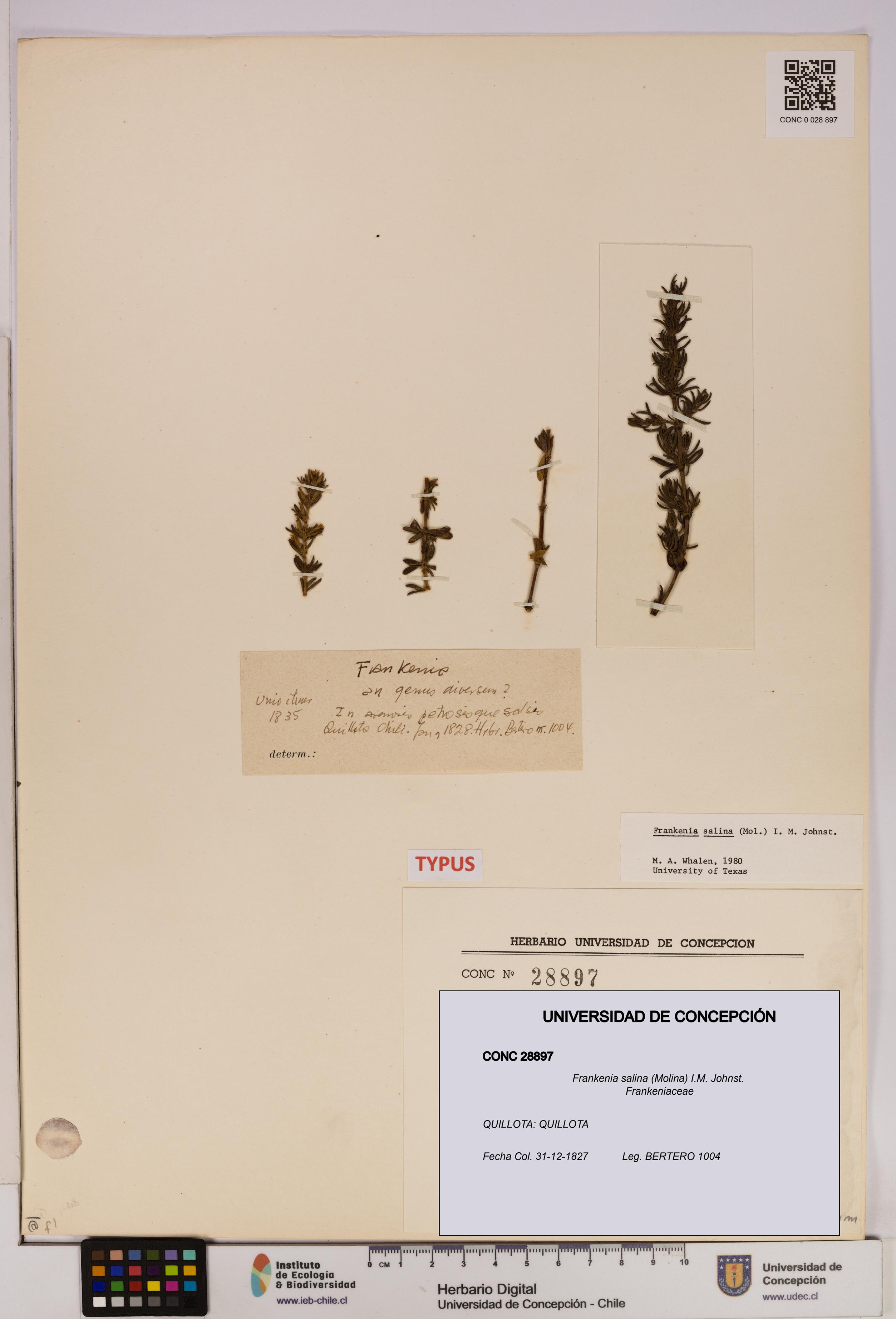 Frankenia salina [Espécimen: UDEC:CONC:0028897]