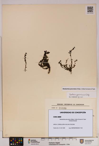 Neobartsia peruviana [Espécimen: UDEC:CONC:0028899]