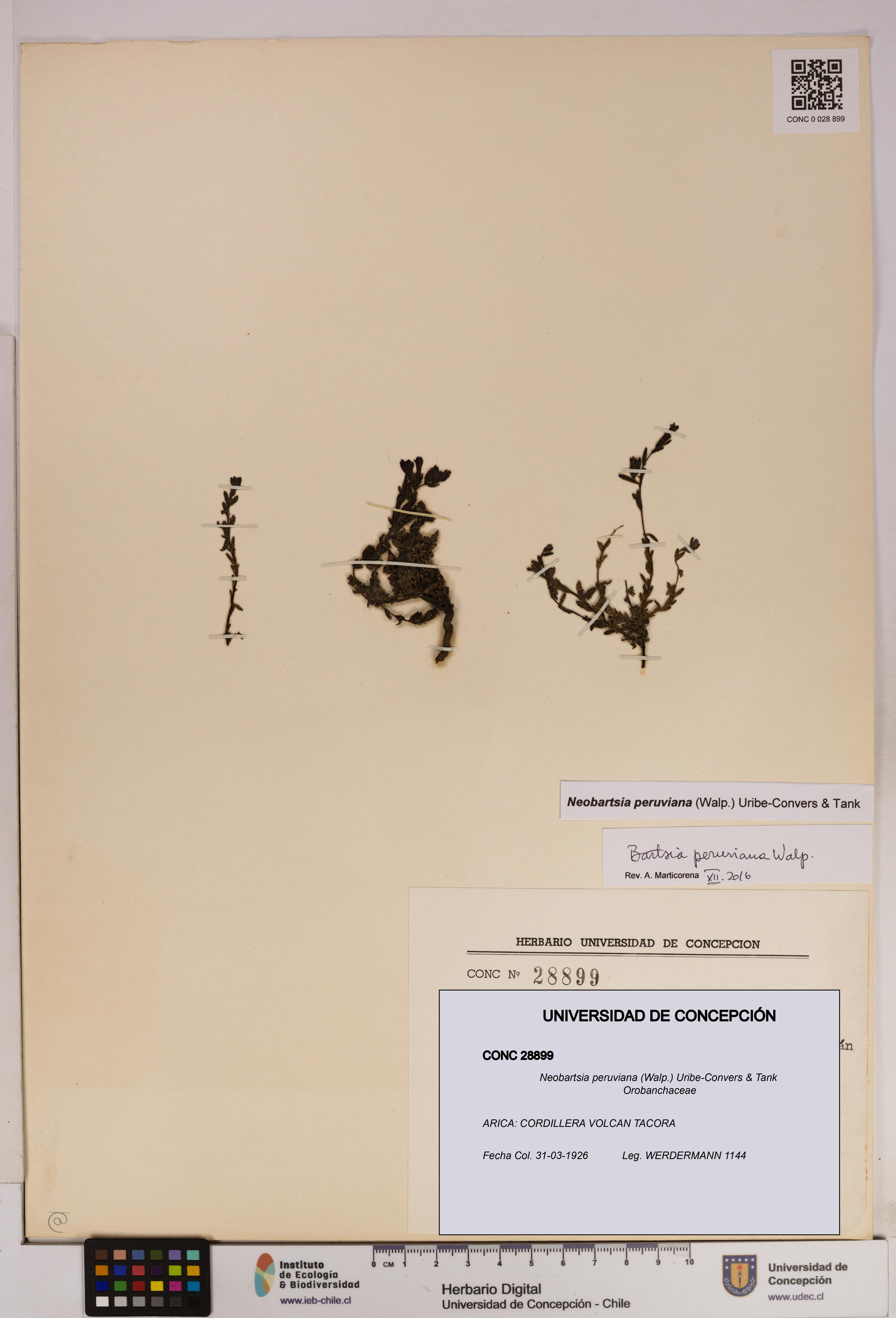 Neobartsia peruviana [Espécimen: UDEC:CONC:0028899]