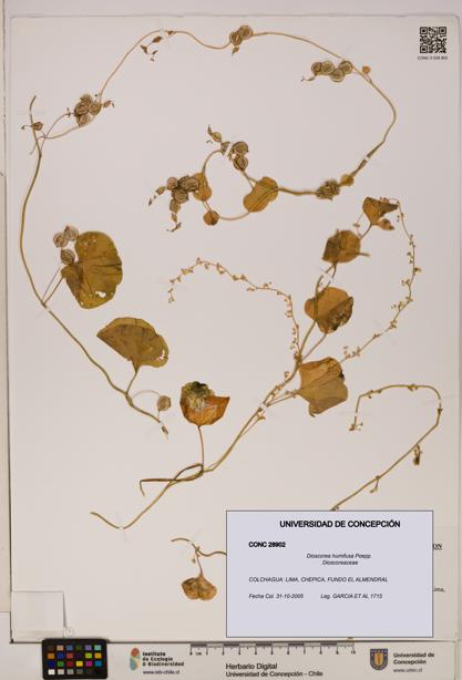 Dioscorea humifusa [Espécimen: ]