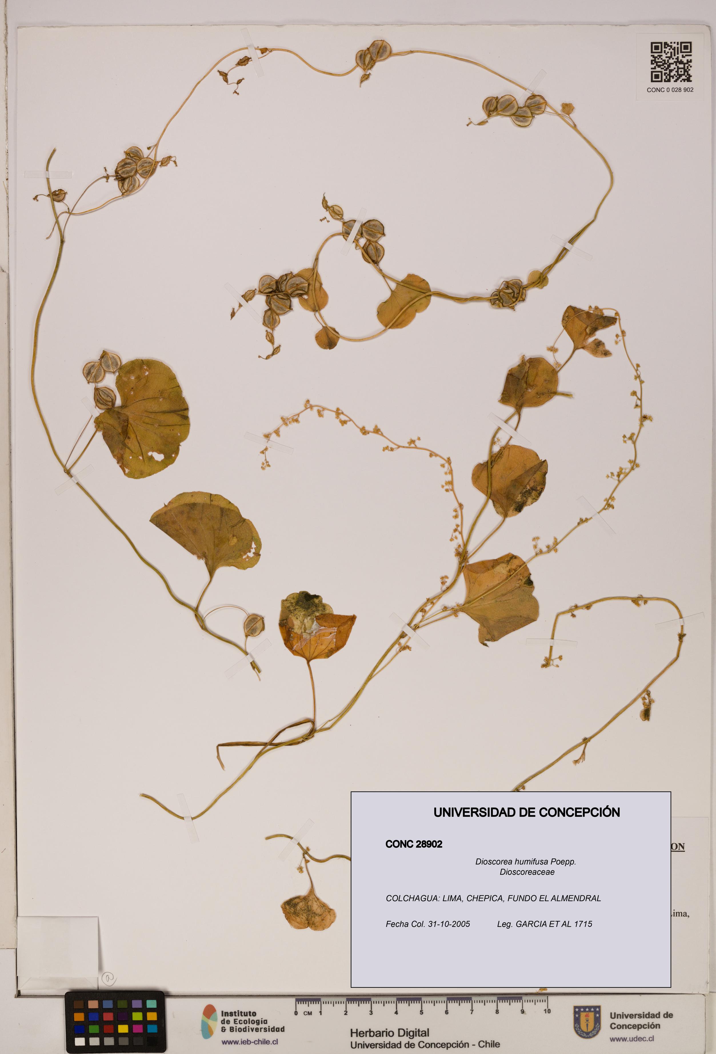 Dioscorea humifusa [Espécimen: ]