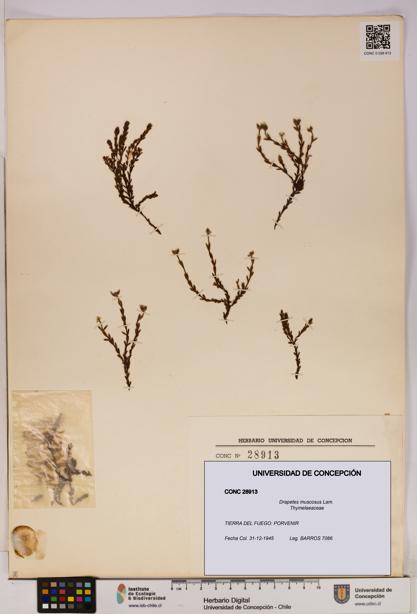 Drapetes muscosus [Espécimen: UDEC:CONC:0028913]