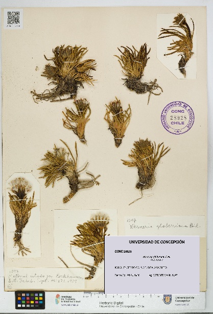 Werneria glaberrima [Espécimen: UDEC:CONC:0028928]