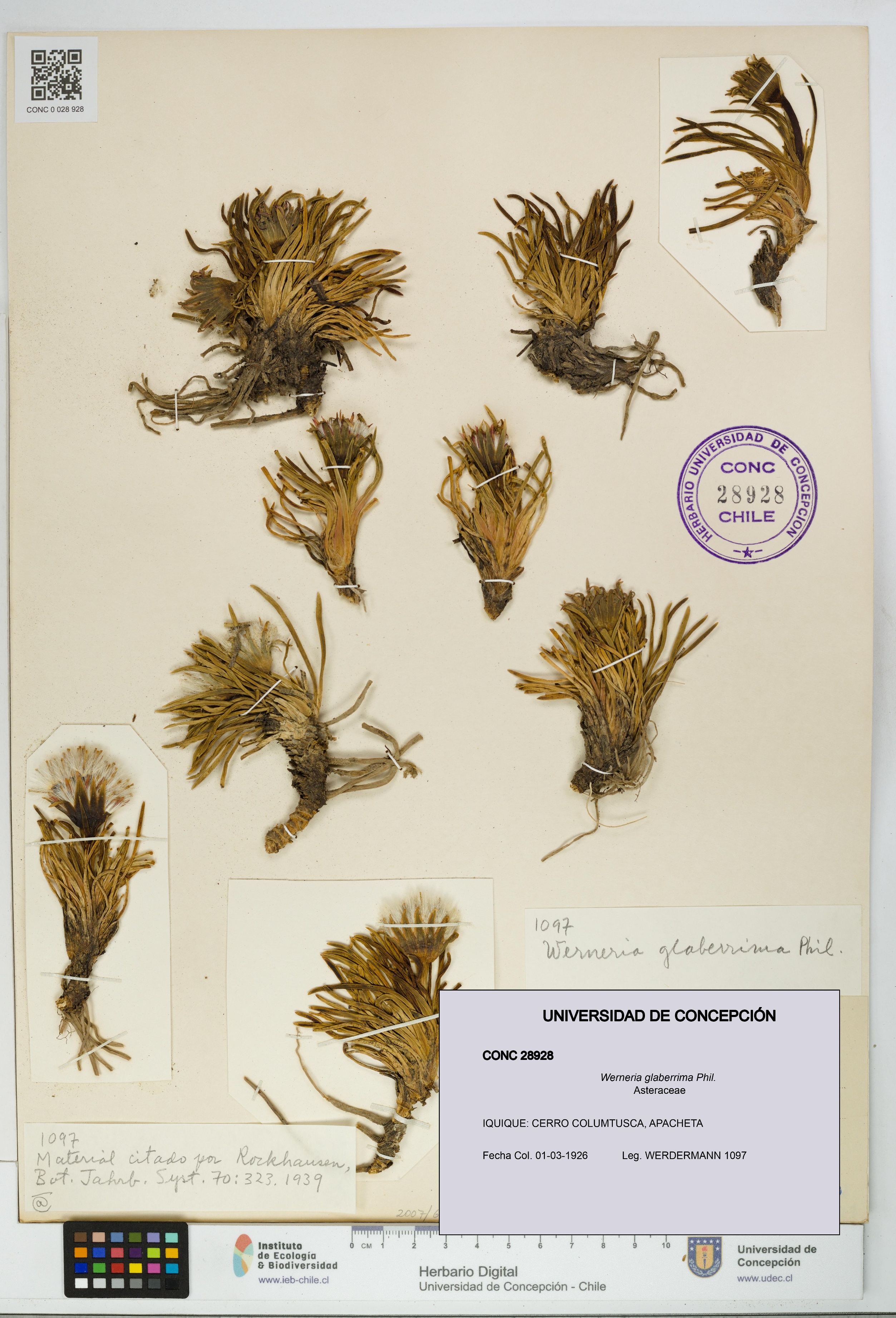 Werneria glaberrima [Espécimen: UDEC:CONC:0028928]