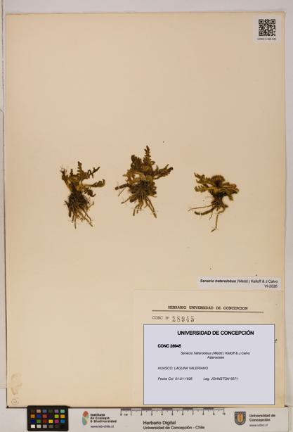 Senecio heterolobus [Espécimen: ]