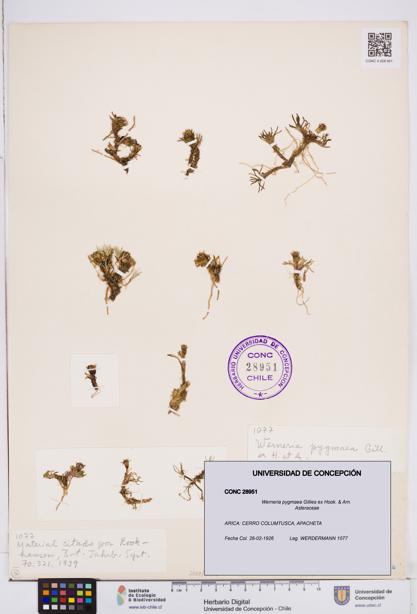 Werneria pygmaea [Espécimen: ]