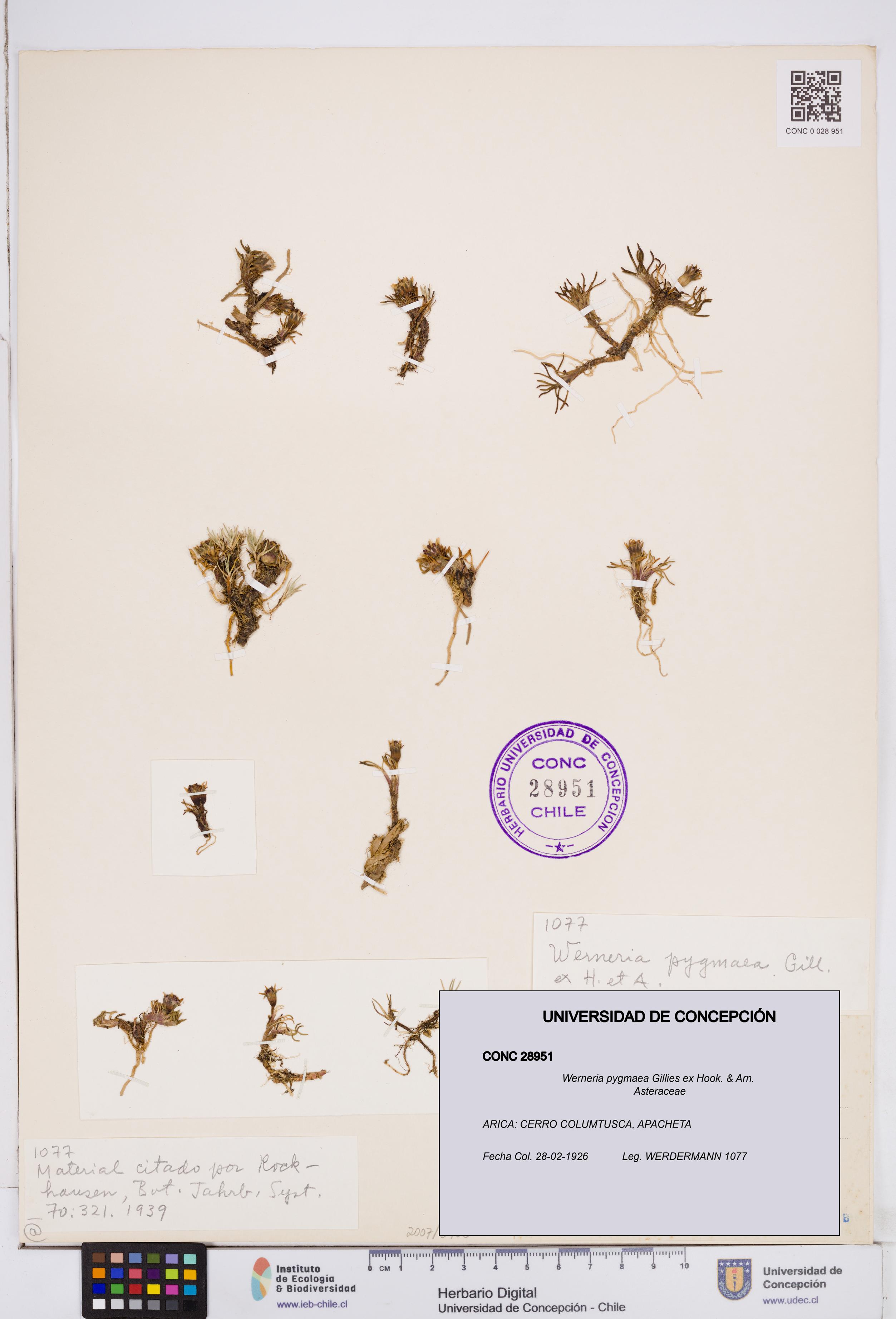 Werneria pygmaea [Espécimen: ]